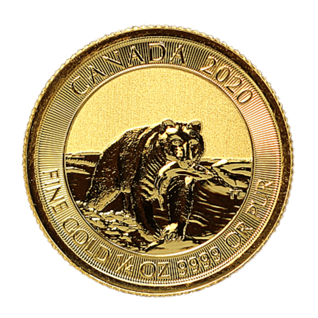 Gold Canadian Kermode